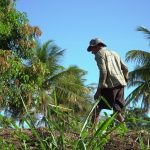 Agricultor cuida de uma plantação sob o sol em uma propriedade rural brasileira.