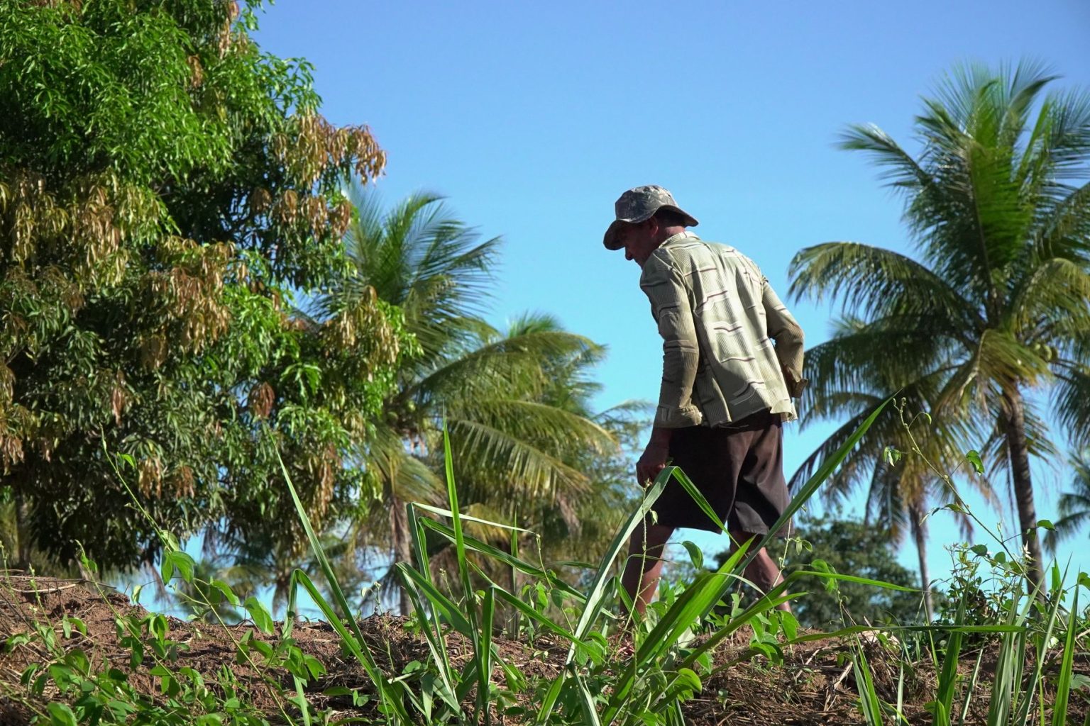 Agricultor cuida de uma plantação sob o sol em uma propriedade rural brasileira.