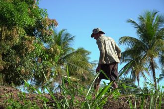 Agricultor cuida de uma plantação sob o sol em uma propriedade rural brasileira.